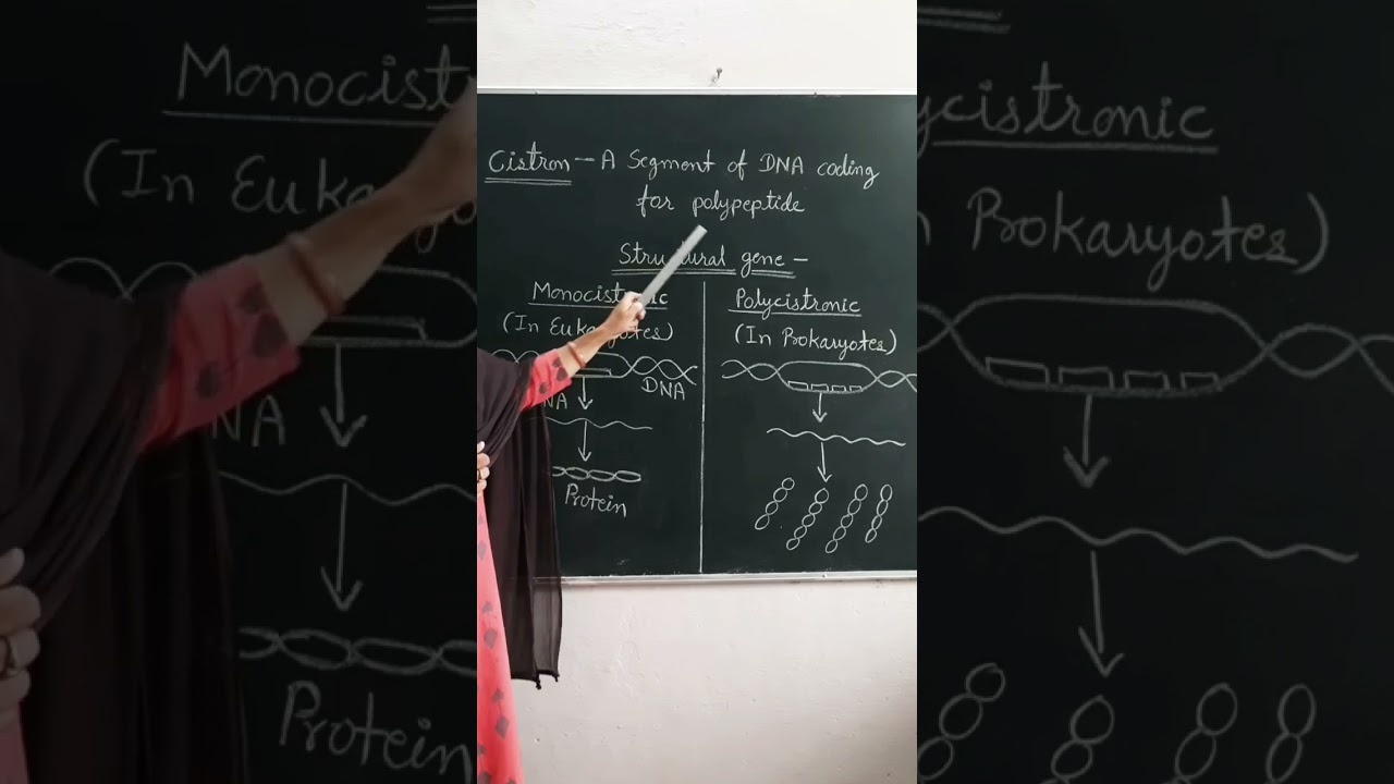 Cistron / Cistron for Protein Synthesis 