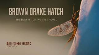 Brown Drake Hatch The Best Hatch In Fly Fishing? Buffet Series S5Ep3