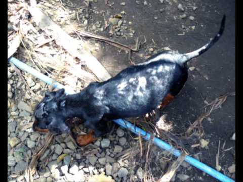 como quitar los hongos de la piel de mi perro