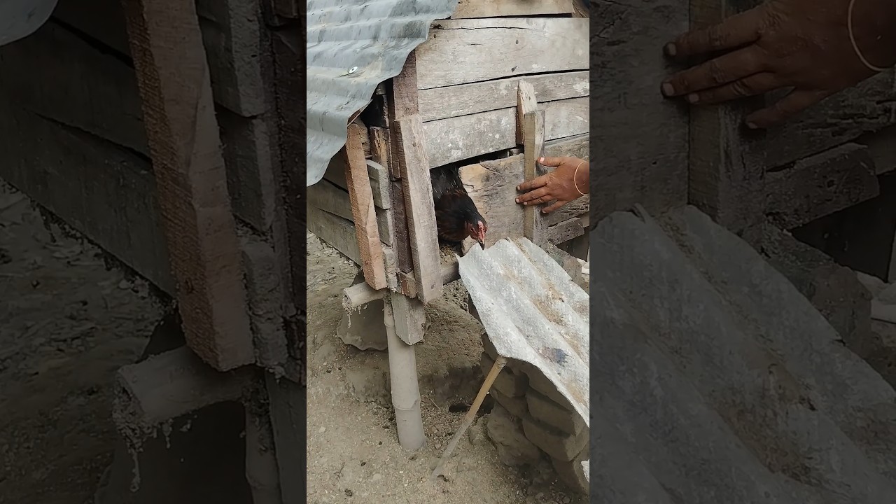 Chicken chicks ducklings living together in one house 