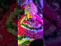 Shashank bhaiya Shyam pariwar India Lucknow Whatsapp Status Video Download Free
