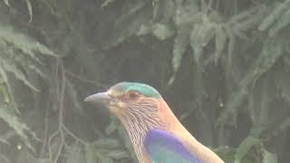 indian roller sound,calls