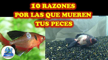 ¿Cuál es la forma más común en que muere un pez?