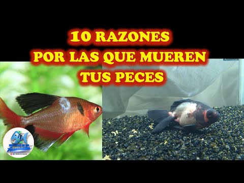 Video: Las 10 razones principales por las que los peces tropicales mueren en un tanque