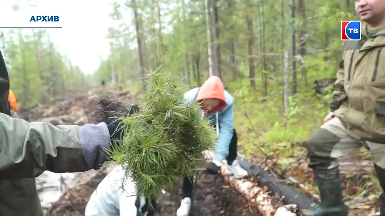 Специалисты восстановят более 30 тысяч гектаров уральских лесов в этом году
