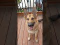 #GermanShepherd#stillapuppy#gsd#shorts