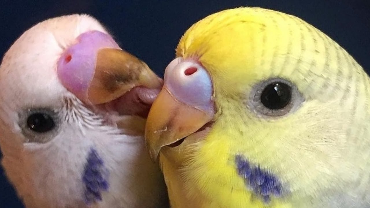 Budgie Sounds Happy Song for Lonely birds to make them happy 2022 Most Beautiful Budgie