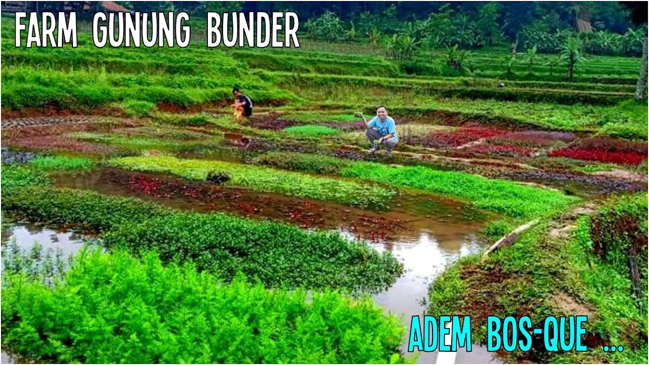 Visit Farm Tanaman Aquascape Gunung Bunder Bogor | Lengkap Karpet Moss Stem Plant ada semua | Bidin