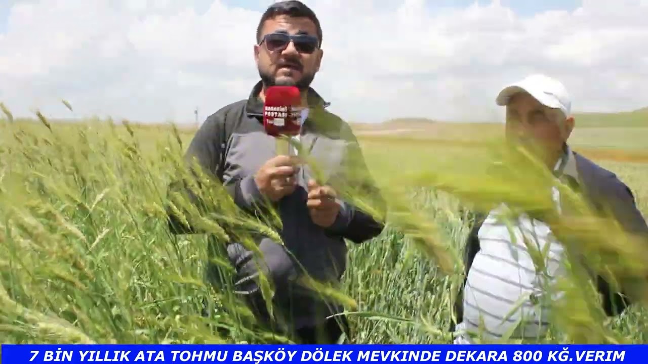 7 BİN YILLIK ATA TOHUMU ÇIKTI BUĞDAY SORUNU KALMAZ DİYEN ÖZKAN ŞAHİN ŞUNLARI SÖYLEDİ