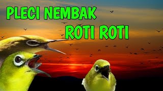 PLECI GACOR NEMBAK ROTI ROTI !! bisa untuk pancingan pleci !! bisa untuk masteran pleci