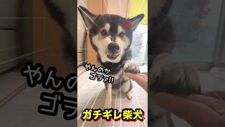 ガチギレ柴犬