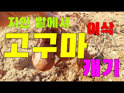 고구마 밭에서 고구마캐기👉(친구네 밭에서 이삭캐기)