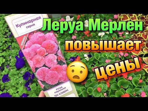 ОРХИДЕИ подорожали за одну ночь! Садовый Леруа Мерлен на пр. Испытателей (СПБ). Новости «с полей».