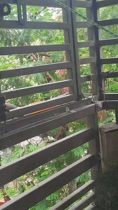 feed-birds-in-summer-shorts-youtubeshorts-trending-birdsfeeding