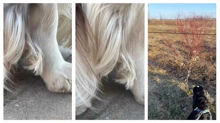 How To Easily Remove Burrs From Your Dogs Fur (Shown on an English Springer Spaniel!)