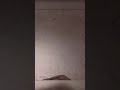 الله حيوه ابو شاكوش