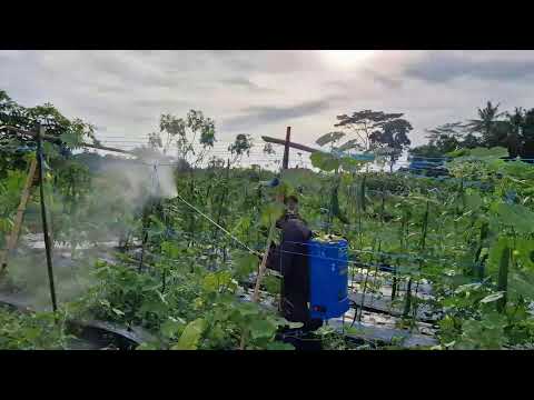 GENIUS FARMER TRICK: STOP FRUIT FLIES FROM DAMAGING YOUR CLIMBING PLANTS - Agriculture Gardening