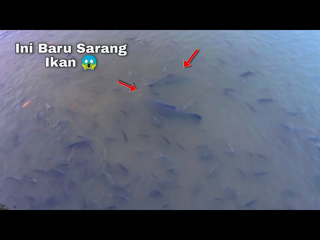 Tepat Di Sarang Ikan Tapi Jangan Coba Ambil Ikan Ini Saya Pilih cari Spot Lain Saja #139 class=