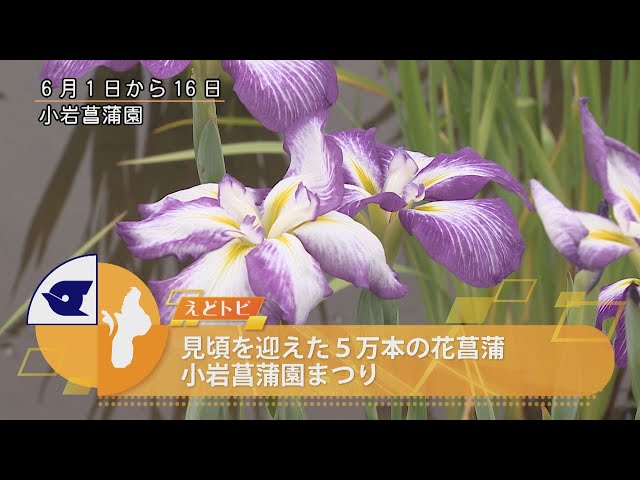 小斑あかり 花まつりのゾウさん Amazon.co.jp: 花まつりのゾウさん eBook : 小斑 あかり: Kindle