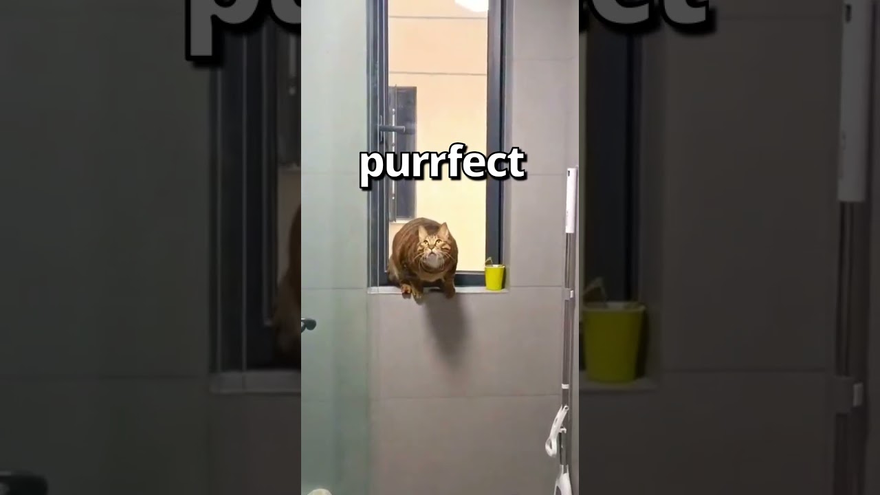 HOW WOULD YOU Rate this CATS Jump 🤣 | Wholesome Moments