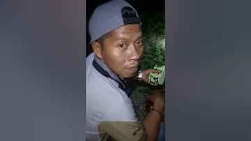 Pemburuan burung wakwak