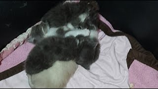 🐱 Hershey & Her Kittens | 1 Month Update 🐾 Live Cat Family | ANA OS TV