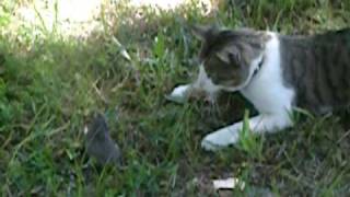 GOPHER VS CAT