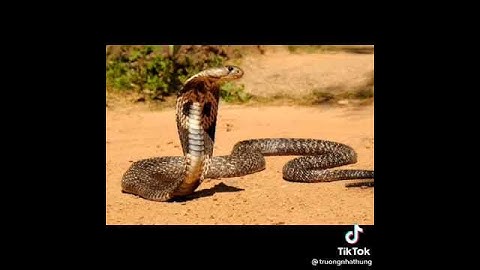 Top 10# Loài Rắn Độc# và Nguy Hiểm Nhất Ở Việt Nam#