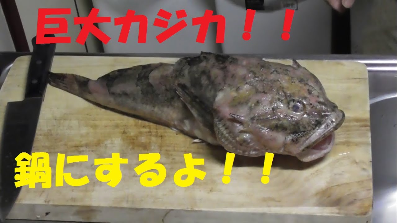 料理 前日に釣った大きなカジカを鍋にしてみた やってみた Youtube