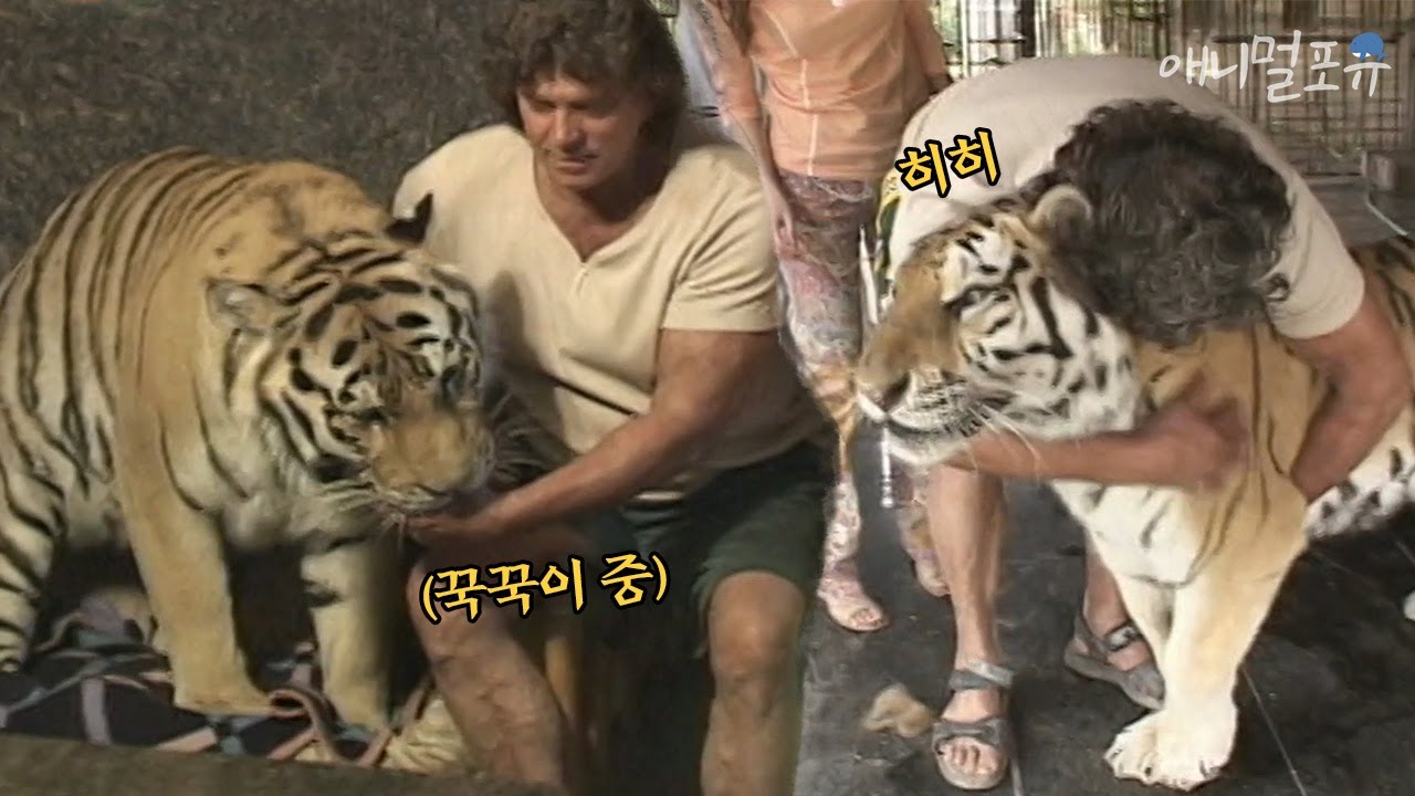 Тарзан живет, как друзья с дикими зверями после выхода на пенсию