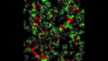 Predator vs. Prey | Cellular Automaton