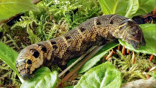 Top 9 Creepy And Dangerous Bugs | Love Nature