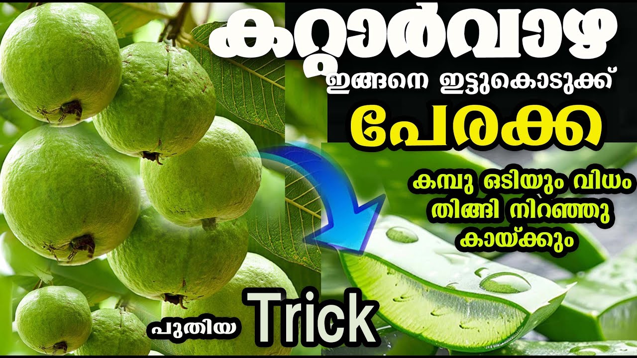 പേരക്ക നില്ലം തൊട്ടു കായ്ക്കും ഒരു കഷ്ണം കറ്റാർവാഴ മതി /poppy ഹാപ്പറ്റി vlogs 