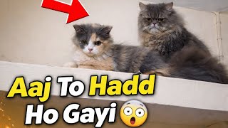 Hamari Zoe & Mia Ki Masti Pure Day With Persian Cats Hindi Video Parsian Cat Kittens