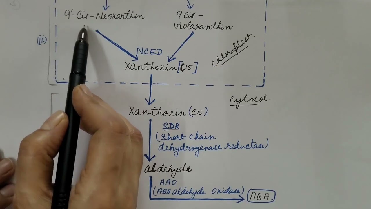 Abscisic Acid Phytohormone. Plant Physiology.