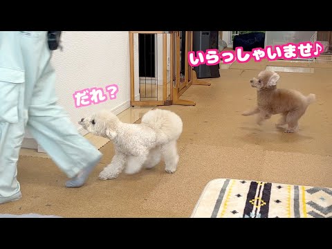 普段人が来ない家に点検の人が来たら愛犬が暴走して運動会が始まりましたｗ
