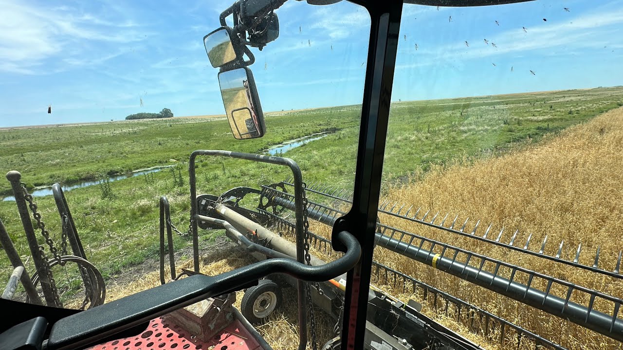 Avena en estos suelos de piedras