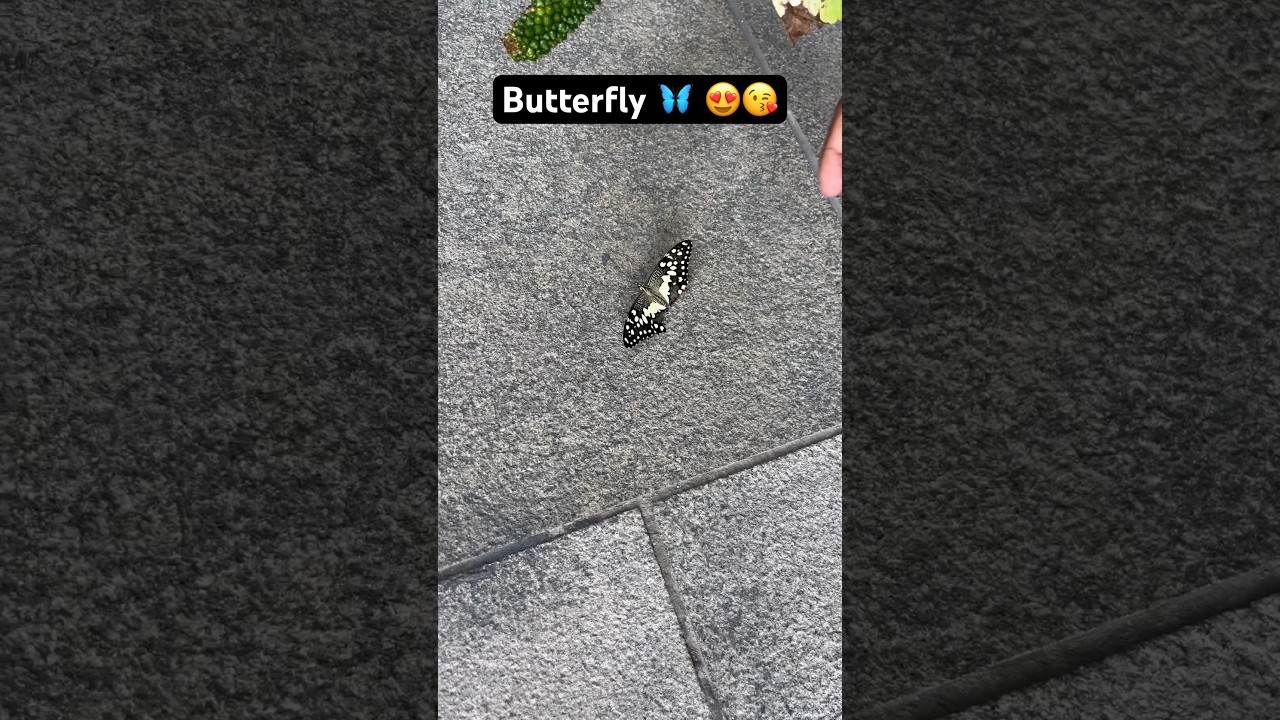 Saving Butterfly🦋 | life | office | hyderabad 