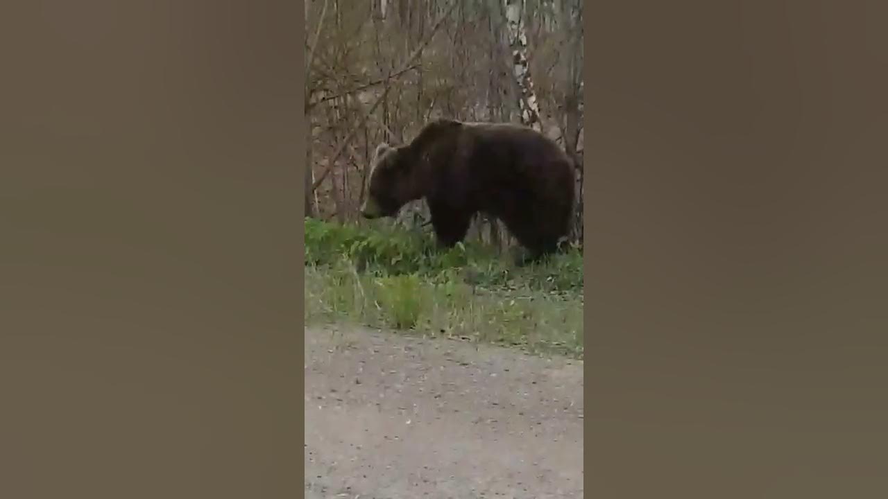 Изложение медвежья загадка 6 класс. Медведи в лагонаки. Медведь в удмуртии. Закавказский бурый медведь. Медведи в сочи в горах.