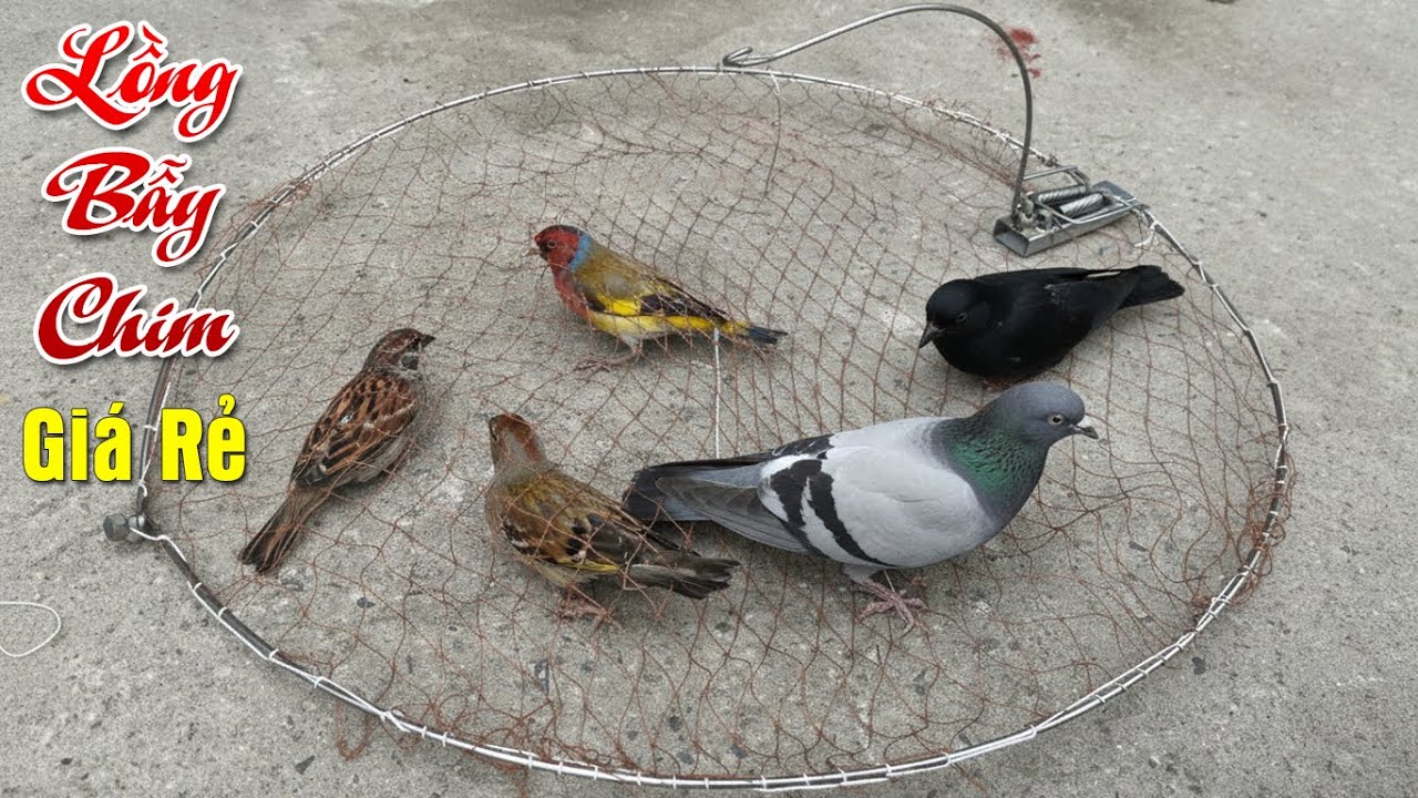 Lồng Mẹt Tròn Bẫy Các Loại Chim Hiệu Quả Nhất 100% Dính - 0987782098