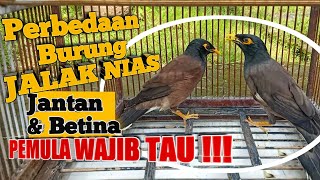 PEMULA WAJIB TAU !!!PERBEDAAN BURUNG JALAK NIAS JANTAN DAN BETINA || Burung Jalak Nias