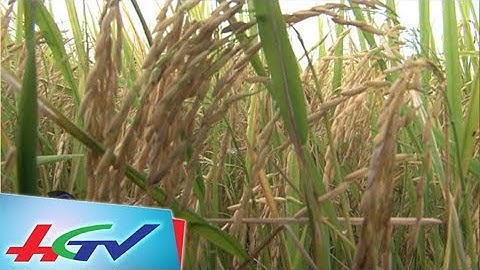 Hậu Giang xúc tiến đầu tư 2017 | 9/8/2017