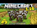 Майнкрафт 1.16 Выживание без модов! Я приручил коров в minecraft! #9