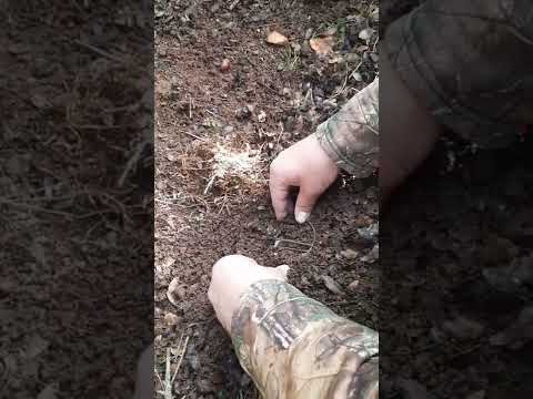 صيد الطيور بالفخ