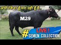 Murrah Bull : M 29 🐃 मुर्राह बुल LIVE अभी जिंदा हूँ मरा नही हूँ मैं... Hbssrc Hisar