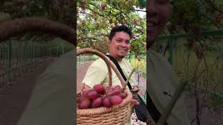 Grapes Picking #GrapesPicking