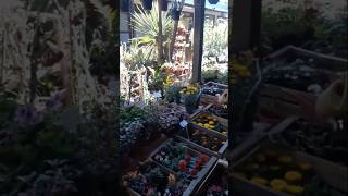 Bellísima variedad de plantas en vivero de LA FALDA, CÓRDOBA, ARGENTINA