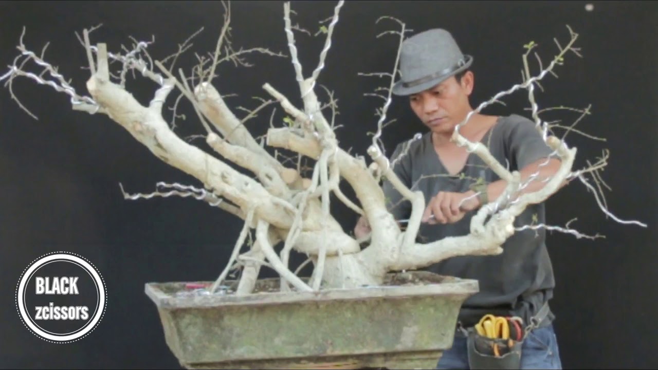 Demo bonsai,cara membentuk gerak dasar pohon,tutorial membentuk bonsai
