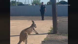 Loose kangaroo captured in Waco months after escape