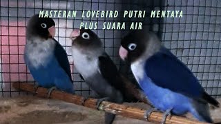 masteran lovebird ngekek | pancingan lovebird ngekek panjang memicu emosi lawan 